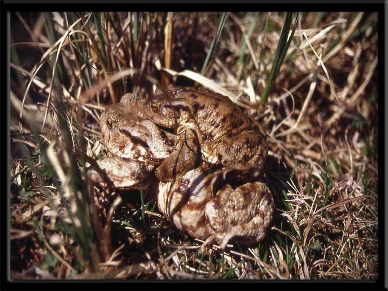 Bufo bufo